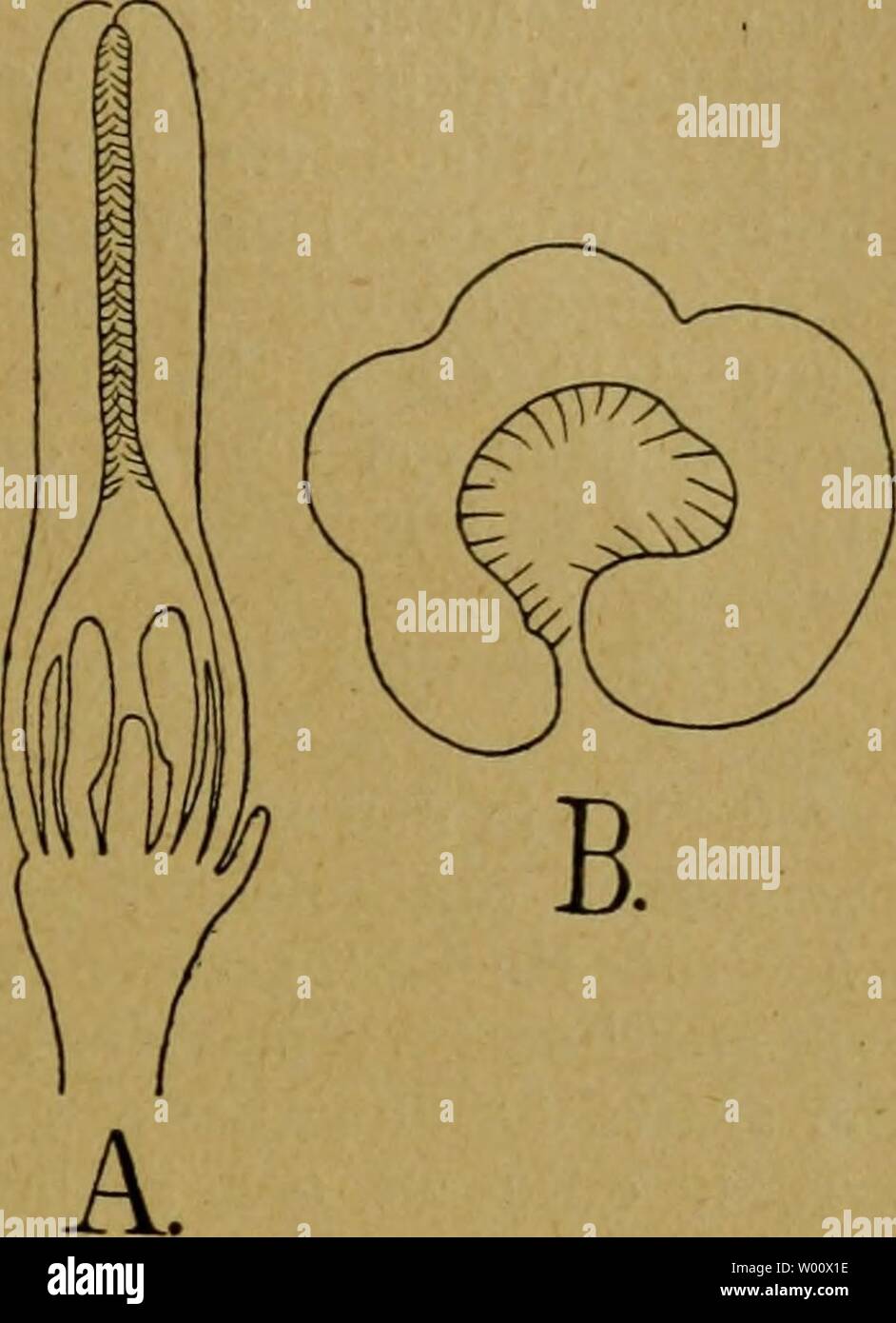 Archiv Bild von Seite 48 der Entfaltungsbewegungen der Pflanzen und Sterben. Entfaltungsbewegungen Sterben der Pflanzen und deren teleologische Deutung. Ergänzungsband zur "Organographie der Pflanzen' dieentfaltungsbe 00 goeb Jahr: 1920. Abb. 8. Calycotome spinosa. Eine Blütenknospe, mit abgehobener (Ihr Browser kann leider keine eingebetteten Frames anzeigen durchwachsener) Kalyp-tra. B jüngere Blütenknospe (2X)-Abb. 9. Calycotome spinosa. Ein Längs-Schnitt durch eine Blütenknospe. B (stärker Vergr.) Querschnitt durch den oberen Teil der Kalyptra. Räume viel dicker ist, als das des unteren - bildet eine Röhre, sterben innen behaart ist und Ihr Browser kann leider keine eingebetteten Frames anzeigen sterben fünf-me Stockfoto