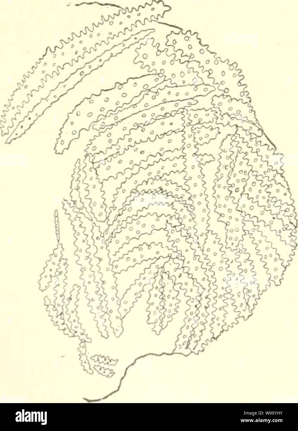 Archiv Bild von Seite 51 Sterben Australiens Fauna Südwest - Ergebnisse der. Sterben Fauna Südwest - Australiens. Ergebnisse der Hamburger südwest-australischen Forschungsreise 1905 diefaunasdwest 030105 23.38.39 Jahr: 1910 50 W. KÜKENTHAL, sie sich aber schon durch die viel kleineren Poljpen unterscheidet, Technologie ebenfalls wie this Kunst zur "Aurantiacagruppe'. Sie Nephthya australis n. sp. (Taf. III, Abb. 21.) Fimdnotiz: Stat 15, Sharks Bay, nordnordöstl, von Heiris - Sohn Prong, 11-I2V2m; 18. Vi. 05. Sterben- starre Kolonie ist 9 cm hoch und ebenso breit. Der unterste Teil der Basis ist abgerissen. Der Stockfoto