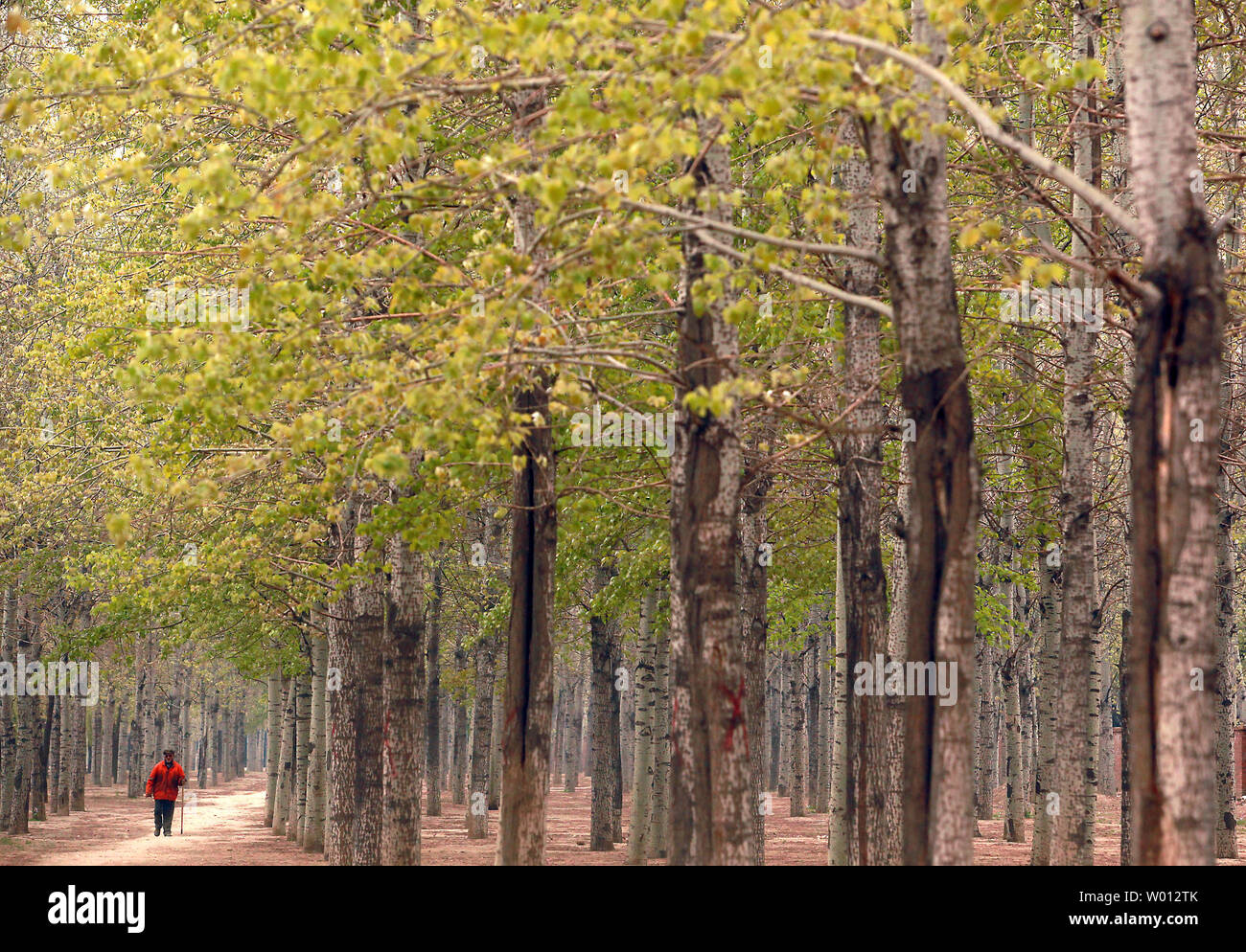 Ein chinesischer Mann geht ein Weg durch einen Baum Barriere gepflanzt, die Bodenerosion und -verschmutzung, Peking am 22. April 2013 zu kämpfen. Eine dreijährige Untersuchung hat ergeben, dass fast 40 Prozent der chinesischen Hoheitsgebiets von Bodenerosion durch fruchtbare Entwicklung. UPI/Stephen Rasierer Stockfoto