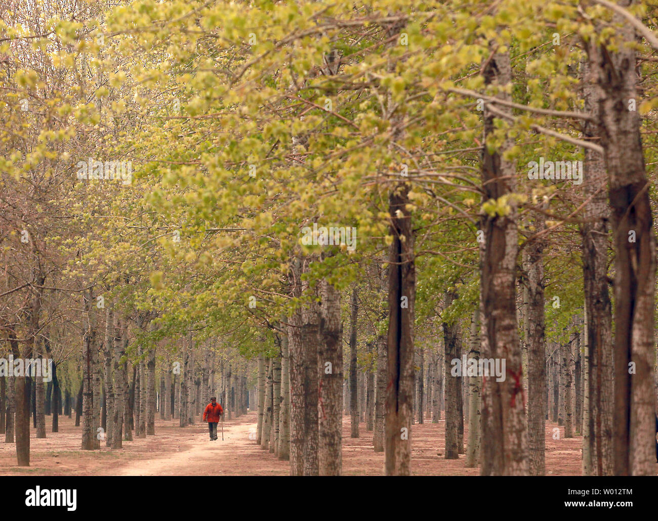 Ein chinesischer Mann geht ein Weg durch einen Baum Barriere gepflanzt, die Bodenerosion und -verschmutzung, Peking am 22. April 2013 zu kämpfen. Eine dreijährige Untersuchung hat ergeben, dass fast 40 Prozent der chinesischen Hoheitsgebiets von Bodenerosion durch fruchtbare Entwicklung. UPI/Stephen Rasierer Stockfoto