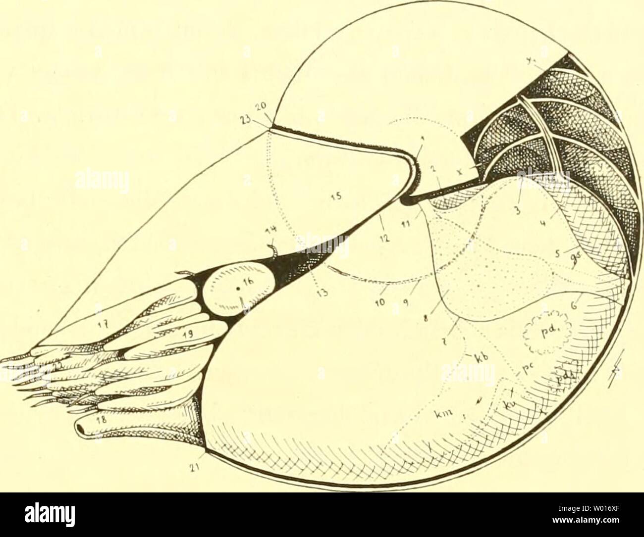 Archiv Bild von Seite 66 der Cephalopoden Sterben, ich Teil (1921). Die Cephalopoden, I. Teil diecephalopodeni 1111 naef Jahr: 1921 ein. NAUTILUS 59, sackförmige Hinterkörper oder "mantelsack" des Tieres steckt in der" Wohnkam-mer", welche er in der Weise ausfüllt, daß der seitliche Mantelrand ventrale und dem freien Gesamtkoordinator-Rand von innen anliegt; Der dorsale Mantelrand bedeckt beim ausgestreckten, lebenden Tier sterben von der "schwarzen Substanz" überzogene Nebenklägerin über der Schalenöffnung, welche morphologisch nichts anderes darstellt, als die dorsale Wand des Schalenganges, sterben sich der älteren S Stockfoto