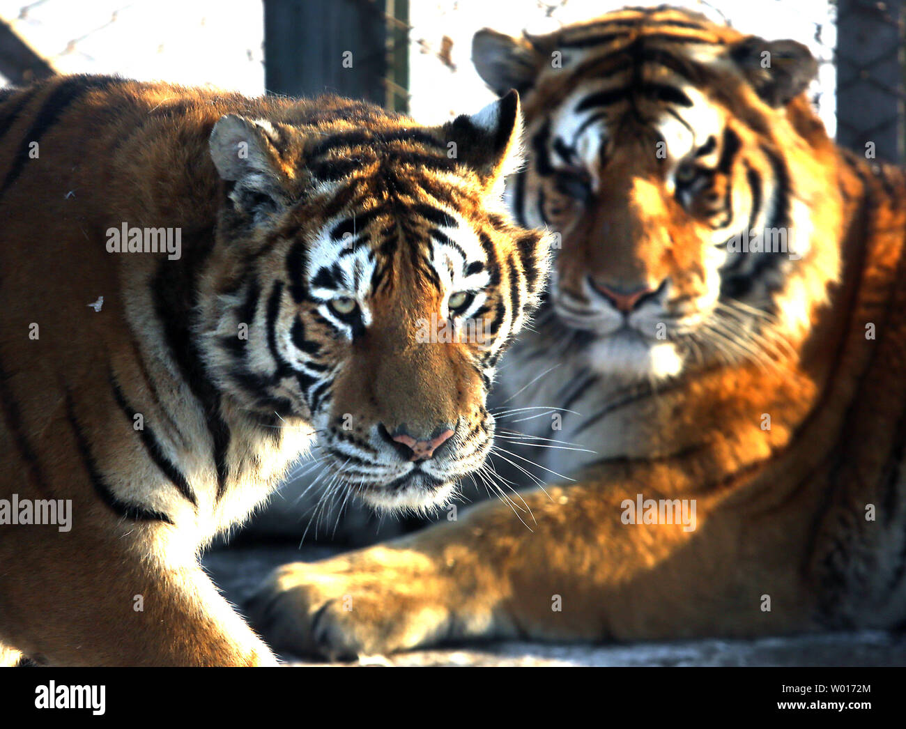 Touristen besuchen und füttern Sibirische Tiger an der Sibirische Tiger Park in Harbin, die Hauptstadt der Provinz Heilongjiang im Nordosten Chinas, 17. Januar 2015. Der Park, der größte Zucht der Welt für die Spezies, die es Besuchern ermöglicht, zu senden Schafe (100 $), Hühner (25 $) und Kühe (350 $) in den Tod, indem Sie sie in die Tiger Bereiche für einen symbolischen Preis freigegeben werden. Der sibirische Tiger ist die größte der großen Katzen der Welt. Foto von Stephen Rasierer/UPI Stockfoto