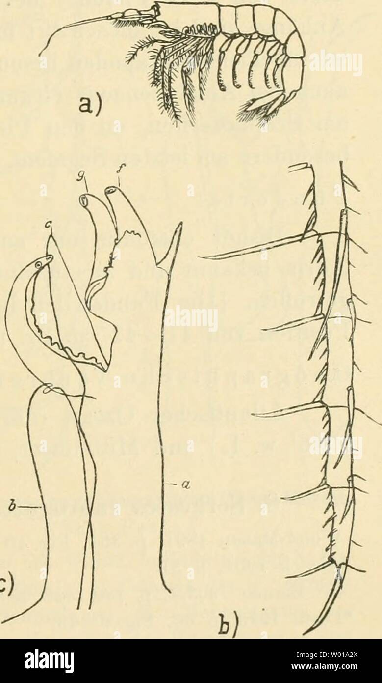Archiv Bild von Seite 72 der Decapodenfauna der Adria sterben. Sterben Decapodenfauna der Adria: Versuch einer Monographie diedecapodenfaun 00 Pest Jahr: 1918 1. Abteilung: Penaeidea Sp. Christian . 53 7. Sergestes robustus Smith (Abb. 14). Smith 1882, S. 97, Tai. 16, Abb. 5 - 8. Ortmann 1893, S. 37 (sub Sergia robusta). Kemp 1910, S. 25, Tai. 3, Abb. 1 - 12. ♦ Pesta 1913, S. 64, Textiig. 1 - 5. Pesta 1914, S. 195, Tafelfig. 1, Textfig. 5 - 8, 15, 21 [Sitzber. Ak. Wiss. Wien]. ♦ Pesta 1915, S. 120. C h a rakteristi k der Kunst: vorderleib mit kräftigem, horizontalem oder etwas ab-wärts geneigtem Eostrum von läng Stockfoto