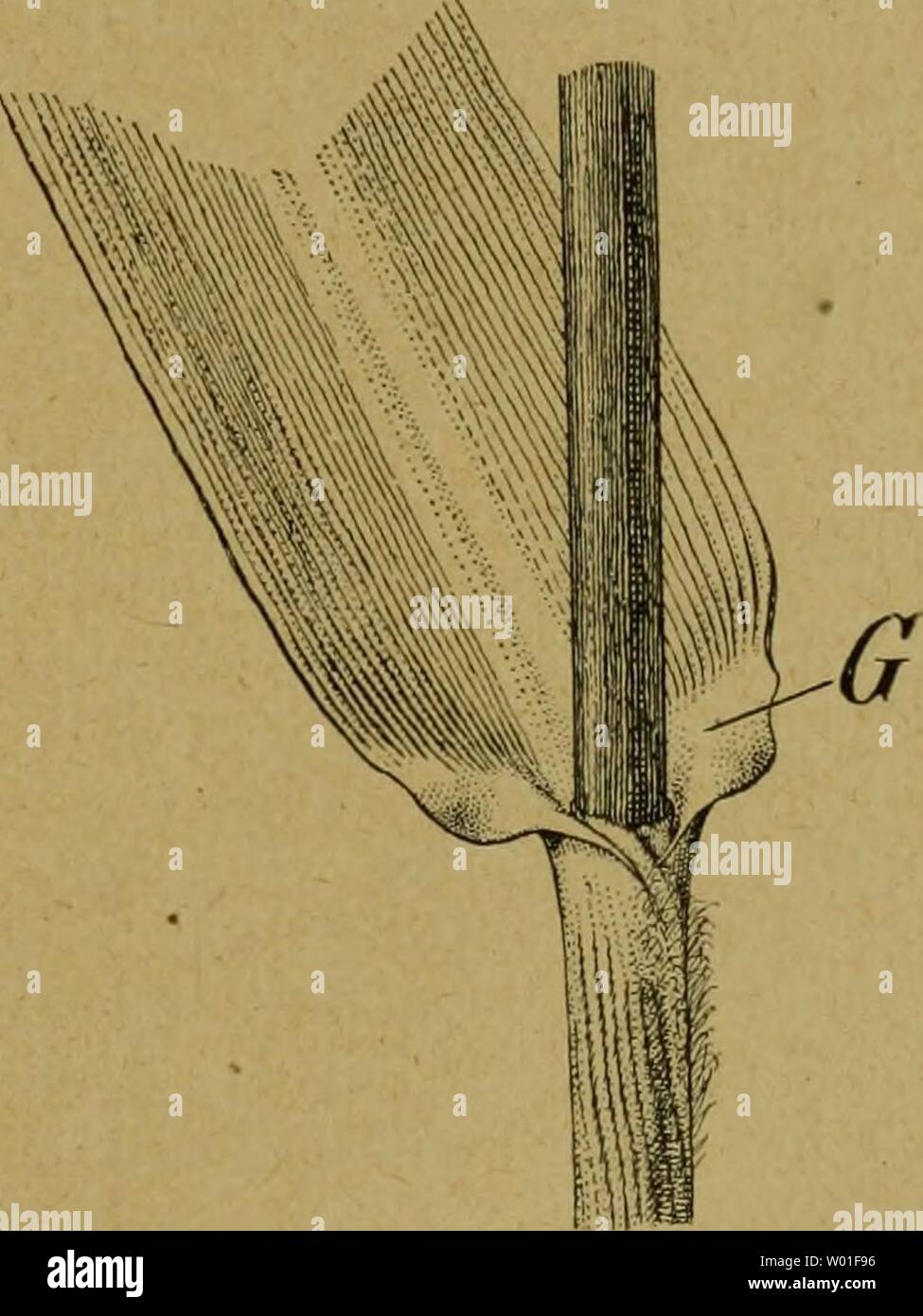 Archiv Bild von Seite 82 der Entfaltungsbewegungen der Pflanzen und Sterben. Entfaltungsbewegungen Sterben der Pflanzen und deren teleologische Deutung. ErgÃ¤nzungsband zur "Organographie der Pflanzen' dieentfaltungsbe 00 goeb Jahr: 1920. Kunst der Entfaltung, Gelenke und SchwellkÃ¼rper. 71 Der beste Beweis für die Richtigkeit der vorgetragenen Anschauung ist wohl der, daÃ ein Geschichte Teil des Grasblattes, der, soweit bis jetzt bekannt ist, nicht imstande ist, sein Wachstum infolge einer Lagenver-Ã¤nderung wieder aufzunehmen ganz dieselben BauverhÃ¤ltnisse zeigt, welche im Scheidengelenk / der Alle Stockfoto