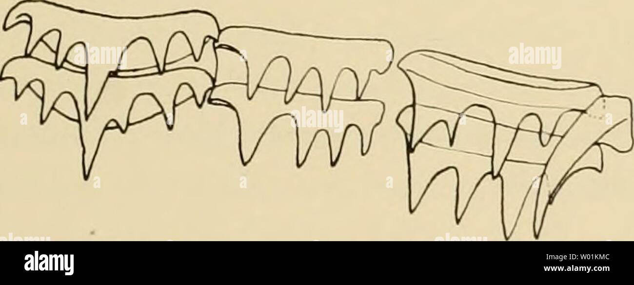 Archiv Bild von Seite 92 der Sterben Cephalopoden (1915). Cephalopoden diecephalopoden 182 Chun sterben jedes Jahr: 1915 Myopsida, Octopoda. 493 BoHfaetta diaphana (hoyle). (Taf. LXXXII-LXXXIV, Textfig. 60 e. 61.) Fundort: Station 44:5 '5,3' nördl. Br., iß 27,5' Wesd. L. Verdkalnetz3070 in (südl. von Sierra Leone). o''26,3' nördl. Br., 6° 32' Wesd. L. Vertil&lt; alnetz 4000 m. Golf von Guinea. Ich 51' nördl. Br., o 31,2' östl. L. Vertikalnetz 2000 m. Golf von Guinea. 50 Stadon 54 Station 5 Station 5 Station 64 Station 65 Station 66 b: Station 182 Station 190 Station 217 Station 231 Station 232: 2'36,5" Stockfoto