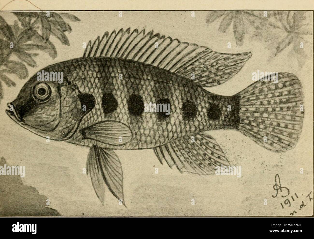 Archiv Bild ab Seite 116 von exotischen Kiez?! in Würze sterben. Die exotischen Kiez?! in Wort und Bild dieexotischenzie 00 stan Jahr: 1914 Bauch gelblich mit leichtem rosa oder violetten Schimmer. An den Körperseiten zieht sich eine dunkle Längsbinde hin. Die kiemendeckel sind leuchtend goldgelb; gelblichgrün Flossen. Rückenflosse mit einem schmalen gelben äußeren Saum. This wenig ansprechende Färbung macht zur Zeit der Fortpflanzung und bei den Liebes-Spielen einer Farbenpracht Platz, sterben sich schwer - schreiben lässt. Der Rücken ist dunkelbraun mit schwärz - Pelmatochromis Arnoldi Stockfoto