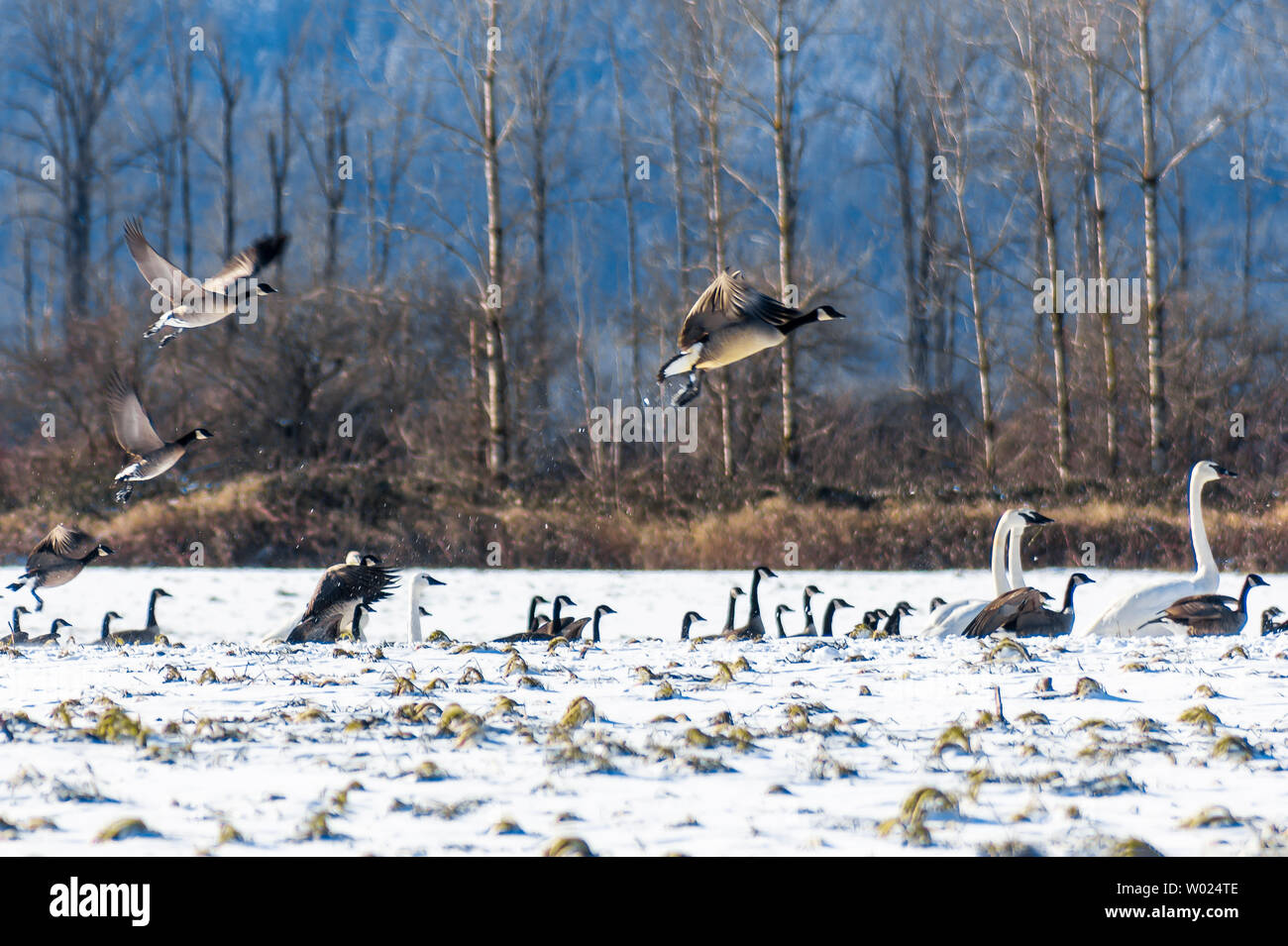 Fliegende, schöne Gänse aus Kanada. Der Trompeter schwängt im Schnee. Sie wandern durch/nach British Columbia. Schneehintergrund, Winter. Schwäne Stockfoto