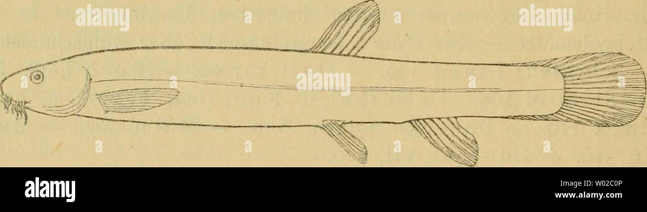 Archiv Bild ab Seite 133 von Die Fische der Ostsee (1883). Sterben Fische der Ostsee diefischederosts 00 mb Jahr: 1883 83. Fossilis Cobitis L. S chlanjmpeitzger, Wetterfisch, Peisker; dän. Dyndsmärling. R3 | 5-6. Ein 2-3 I 5. B i 2 | 5-6. der Haut verborgen. Körper Aalartig. 10 der Oberlippe, 4 kleinere an der Unterlippe Länge 15 - 30 cm Schuppen- klein, in Bartfäden: 6 gröfsere eine Schlundzähne 12 - 14. Klein Flossen und etwa 8 mal so lang als hoch, abgerundet. Gesunder Rücken und Seiten ledergelb bis dunkelbraun, schwarz Punktirt. Bauch orangegelb. Der Schlammpeitzger bewohnt Sterben süfsen Gewässer von Mittel - Stockfoto