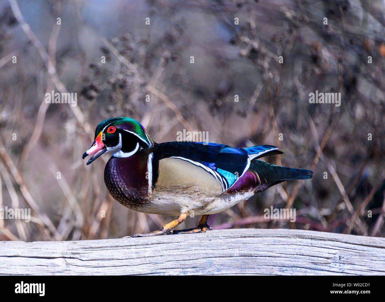 Wunderschönes männliches Entenmännchen aus Holz, das auf den Schienen steht. Oranger und brauner gefleckter Bauch. Bunter Kopf und Körper mit grünen, violetten, blauen Federn. Rote Augen Stockfoto