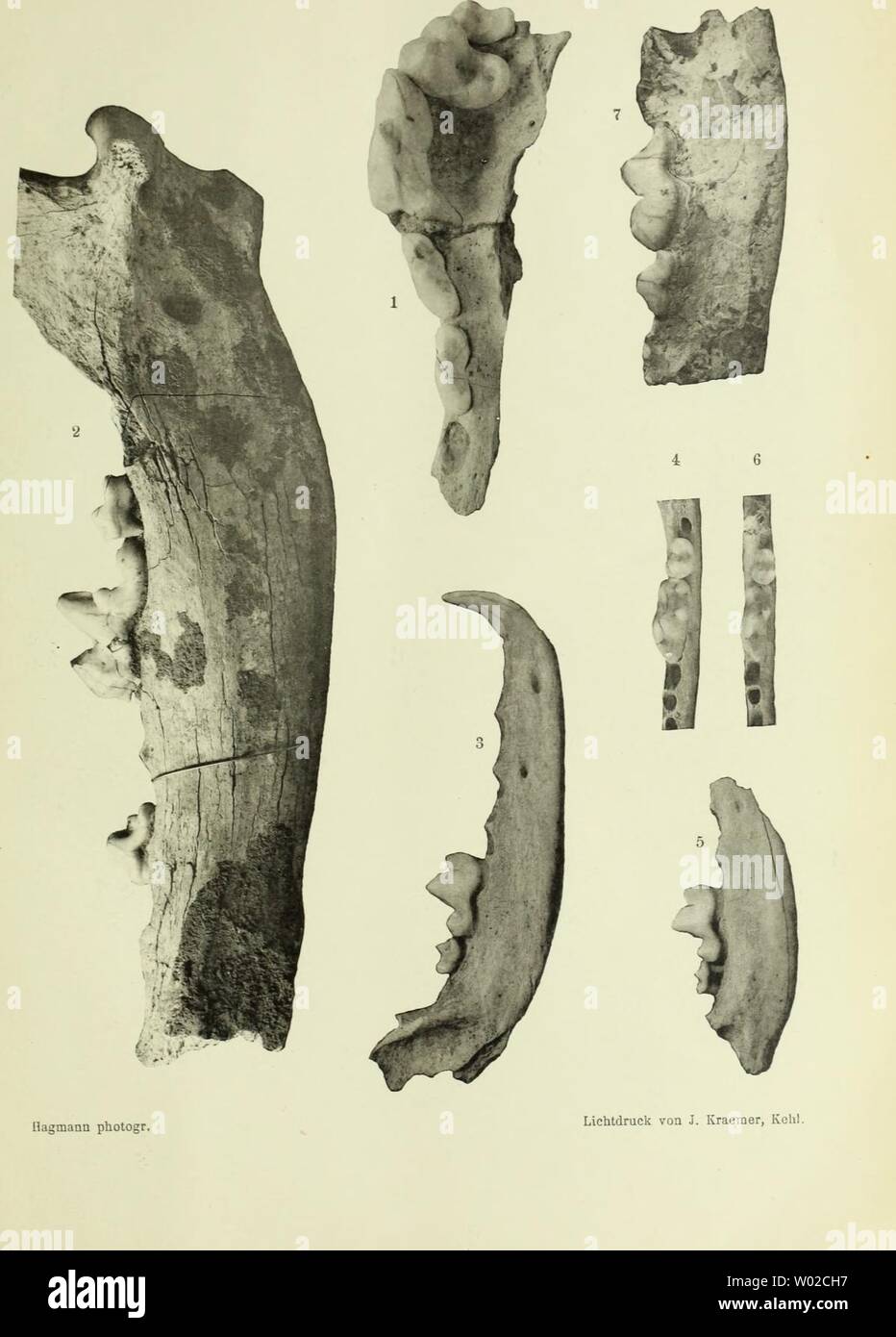 Archiv Bild ab Seite 134 Der Diluviale Wirbeltierfauna von Vöklinshofen sterben. Die Diluviale Wirbeltierfauna von Vöklinshofen (Ober-Elsass). I-t. .. Diediluvialewirb 00 hagm Jahr: 1899 Abb. Geol. v. Specialk Els.-Lothr. N. F. Heft III. Taf. /. Stockfoto