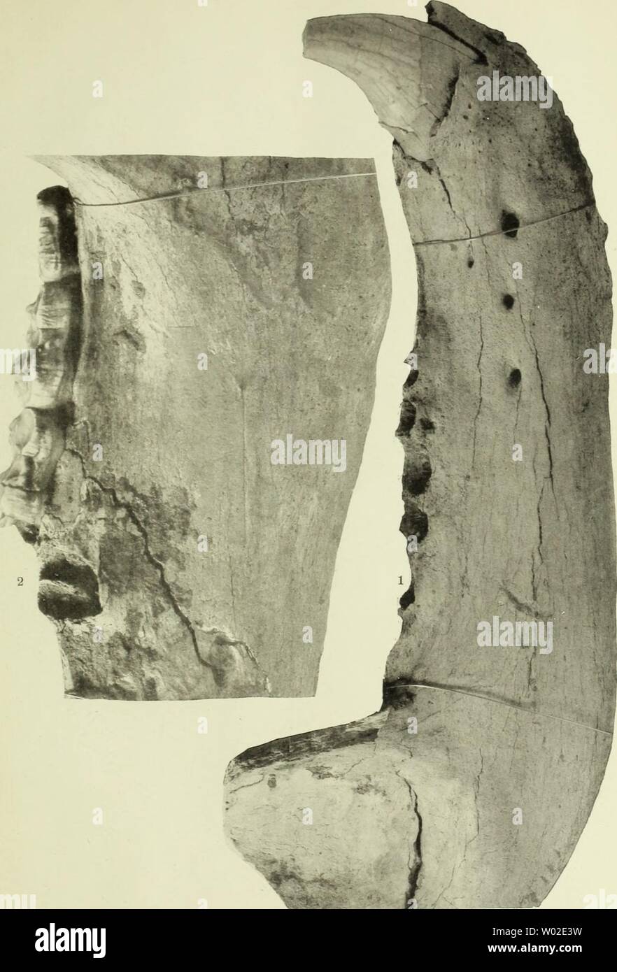 Archiv Bild ab Seite 138 Der Diluviale Wirbeltierfauna von Vöklinshofen sterben. Die Diluviale Wirbeltierfauna von Vöklinshofen (Ober-Elsass). I-t. .. Diediluvialewirb 00 hagm Jahr: 1899 M}. Ich. Specialk Geol. v. Eh.-Lothr. . V. F. Heft III. Taf. 11. Hagmann Hg. Lichtdruck v. J. Kraemer, Kehl. Stockfoto