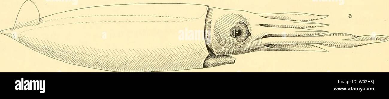 Archiv Bild ab Seite 143 der Cephalopoden Sterben, ich Teil (1921). Die Cephalopoden, I. Teil diecephalopodeni 1111 naef Jahr: 1921 iiö IV. KAPITEL: DIE UNTERORDNUNG DER TEUTHOIDEA unverkalkten) dütenförmigen Anhanges am hinteren Ende des Proostracums, das damit zum Haupt-Teil des Schulps wird. Der Anhang wird als Konus, der so veränderte Schulp als Gladius bezeich-net (Textfig. 54). Auf der Außenseite des Conus finden sich (bei leidenden Arten) geschichtete knorpelähnliche Auflagerungen als Reste der Scheide, die sich auch in ein rudimentäres Podium fortsetzen. Dies könnte zur Vei bin utung führe Stockfoto