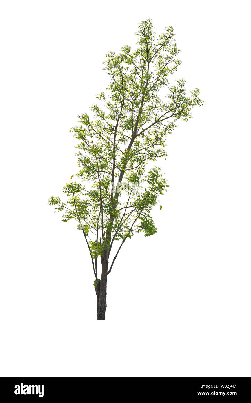 Isolierte Helle grüne Baum auf einen weißen Hintergrund mit Freistellungspfaden. Stockfoto