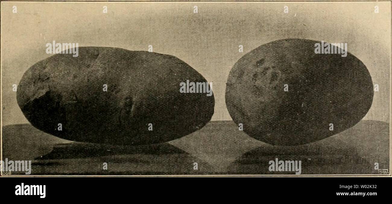 Archiv Bild ab Seite 146 von Die Gartenwelt (1897). Die gartenwelt diegartenwelt 08 berl Jahr: 1897 Kopfsalat "Riesen-Kristall-Kopf'. Gartenwelf Origiaalaufaahme für sterben". Obstbau. Kartoffel "Triumph des 19. Jahrhunderts". Origmaiaufuahme für sterben" Gartenweit' Sterben verflossenen Obstausstellnngen und deren Einwirkung auf Hebung des Obstbaues. Von Garteninspektor gehalten, Hohenheim. iMicht mir Vereins-, sondern auch Ortsobstausstellungen wurden im Jahre 1903 vielfach veranstaltet, au vielen Orten Zinn ersten Männlichen. Mann sah, war für Obstsorten Mann hatte, man lernte zum Teil sterben besseren Handelssor Stockfoto