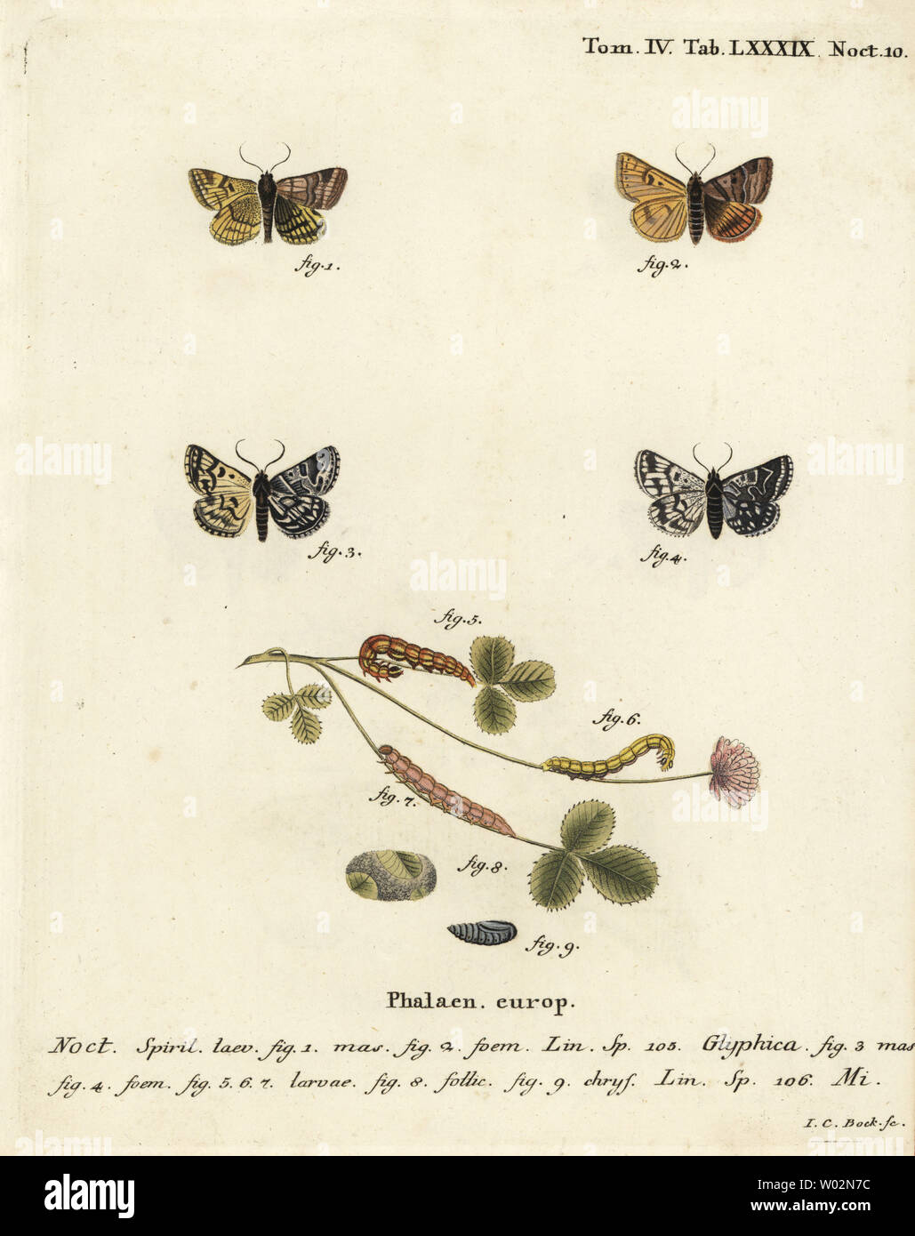 Burnett Begleiter Euclidia glyphica Nachtfalter, 1,2, und die Mutter Shipton motte Euclidia mi, 3-9. Papierkörbe Kupferstich von Johann Carl Bock nach Eugenius Johann Christoph Esper die Schmetterlinge in Abbildungen nach der Natur, Erlangen, 1786 sterben. Stockfoto