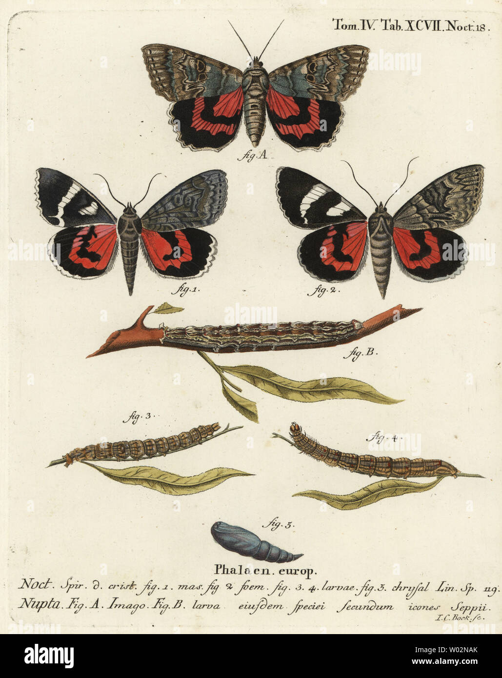 Red underwing Motte Catocala nupta. Papierkörbe Kupferstich von Johann Carl Bock nach Eugenius Johann Christoph Esper die Schmetterlinge in Abbildungen nach der Natur, Erlangen, 1786 sterben. Stockfoto