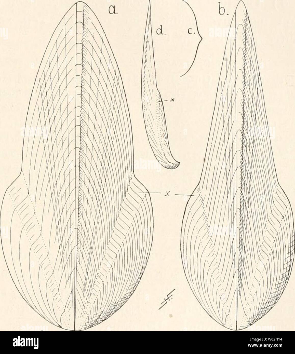 Archiv Bild ab Seite 152 von fossilen Tintenfische Sterben; eine paläozoologische. Die fossilen Tintenfische; eine Monographie paläozoologische diefossilentinte 00 naef Jahr: 1922 M. sterben Familie der Beloteuthidae. H3 8. - L. giganteus (ebd.: bis 50 cm lange Stücke!). Beloteuthis subcostata d'Orb. 1850 (I, S. 241). Hierher werden auch B. substriata Münst. (Mit Recht), sowie B. acuta und B. vemtsta Münst. (Mit Unrecht) gezogen (Vgl. Münst. 1843, Taf. 6, Abb. 4 und 5 und Taf. 14, Abb. 2, sowie meine Bild. 54!). Teudopsis Sismondae Bellardi 1856 (Vgl. Sismonda 1855, S. 1195). Beloteuthis substriatus Stockfoto