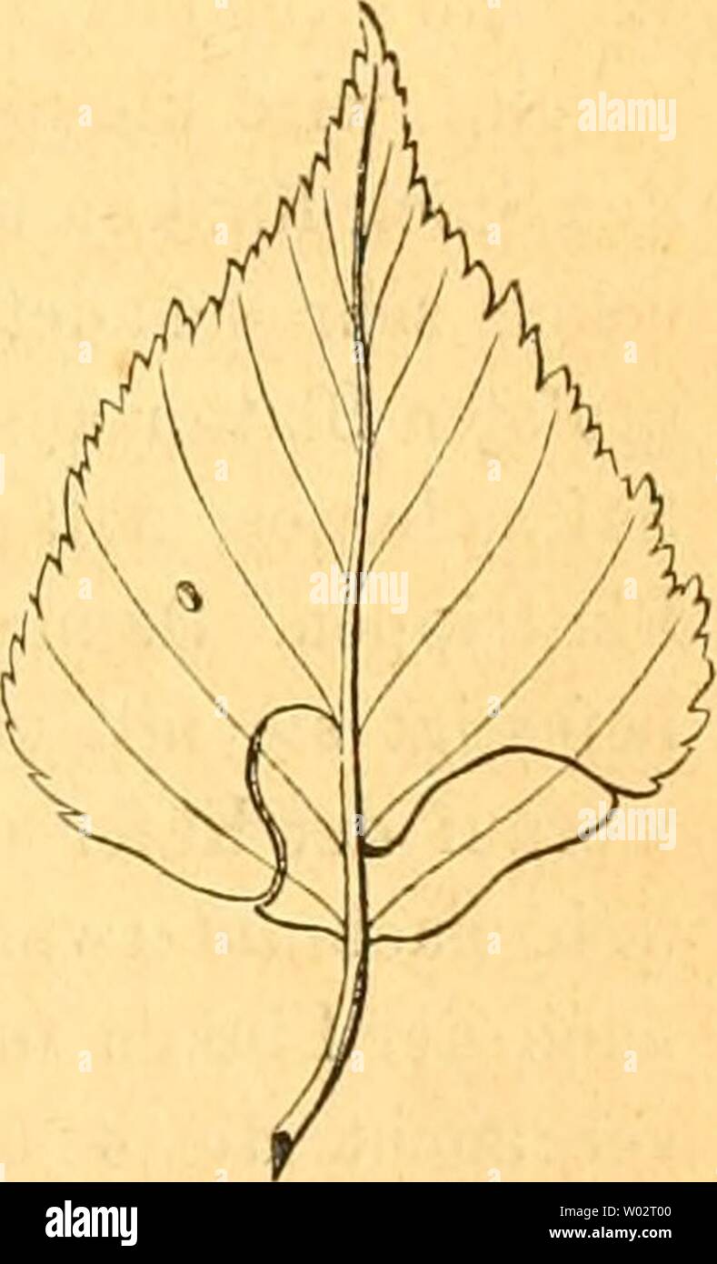 Archiv Bild ab Seite 156 in Forst - INSECTEN oder Abbildung und Sterben. Forst - INSECTEN oder Abbildung und Beschreibung der Sterben in der Höhle Wärtsilä ldern Preussens und der Nachbarstaaten als Schöbel¤dlich oder nÃ¼tzlich bekannt gewordenen Insecten; in systematischer folge und mit besonderer rÃ¼cksicht auf die Vertilgung der Schöbel¤dlichen. Im Aufträge des Chefs der zweiten Abtheilung des KÃ¶nigl. Preuss dieforstinsecten01 Ratte Jahr: 1839 CÃ¼RCULio Betuleti. Namen. Chakacteristik. 121 gewÃ¶hnlich, der dritte dagegen bis zum 9 ten nur sehr klein und von einer stark Pseudo-Longinos heißt, glatten, glÃ¤n-zenden, sterben Keilwulst Stockfoto