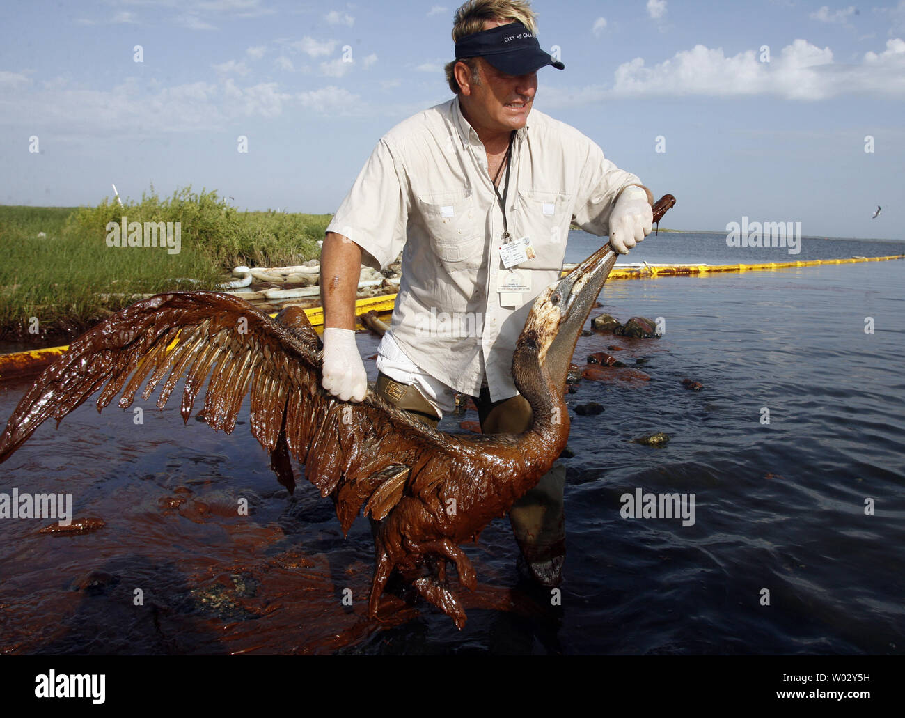 P.J. Mann, ein Mitarbeiter von Plaquemines Parish, Louisiana, rettet eine Braune Pelikan von Öl- Wasser auf Queen Bess Insel, Louisiana, 5. Juni 2010. Öl aus dem massiven BP Ölpest im Golf von Mexiko hat die Sümpfe verschmutzt und Tiere verletzt. UPI/A.J. Sisco Stockfoto