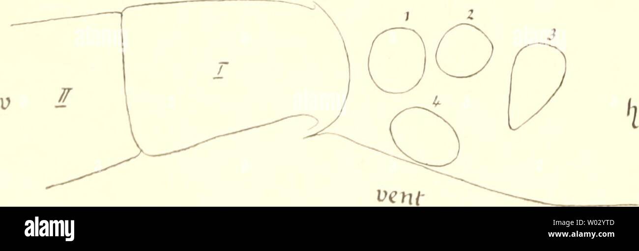 Archiv Bild ab Seite 163 von Die Entwicklungsgeschichte der Scolopender (1901). Die Entwicklungsgeschichte der Scolopender dieentwicklungsg 00 heym Jahr: 1901 1.) (Ich typischen Flimmerepithelien in Betracht, so ist es wÃ¼hl klar, dass die Bezeichnung "âProtracheata Für sterben (tnychophoren wohl kaum sehr glÃ¼cklich erscheint, und letztere jedenfalls nicht phylo - genetisch in dem Sinne aufgefasst werden darf, dass der namentlich dp Peripatus sterben Mittelform zwischen Myriopoden und Anneliden ist. F. Sehorgane sterben. 1. Untersuchungen einen Scolopendra. Die Anlagen der Augen lassen sich Kahl / d Stockfoto