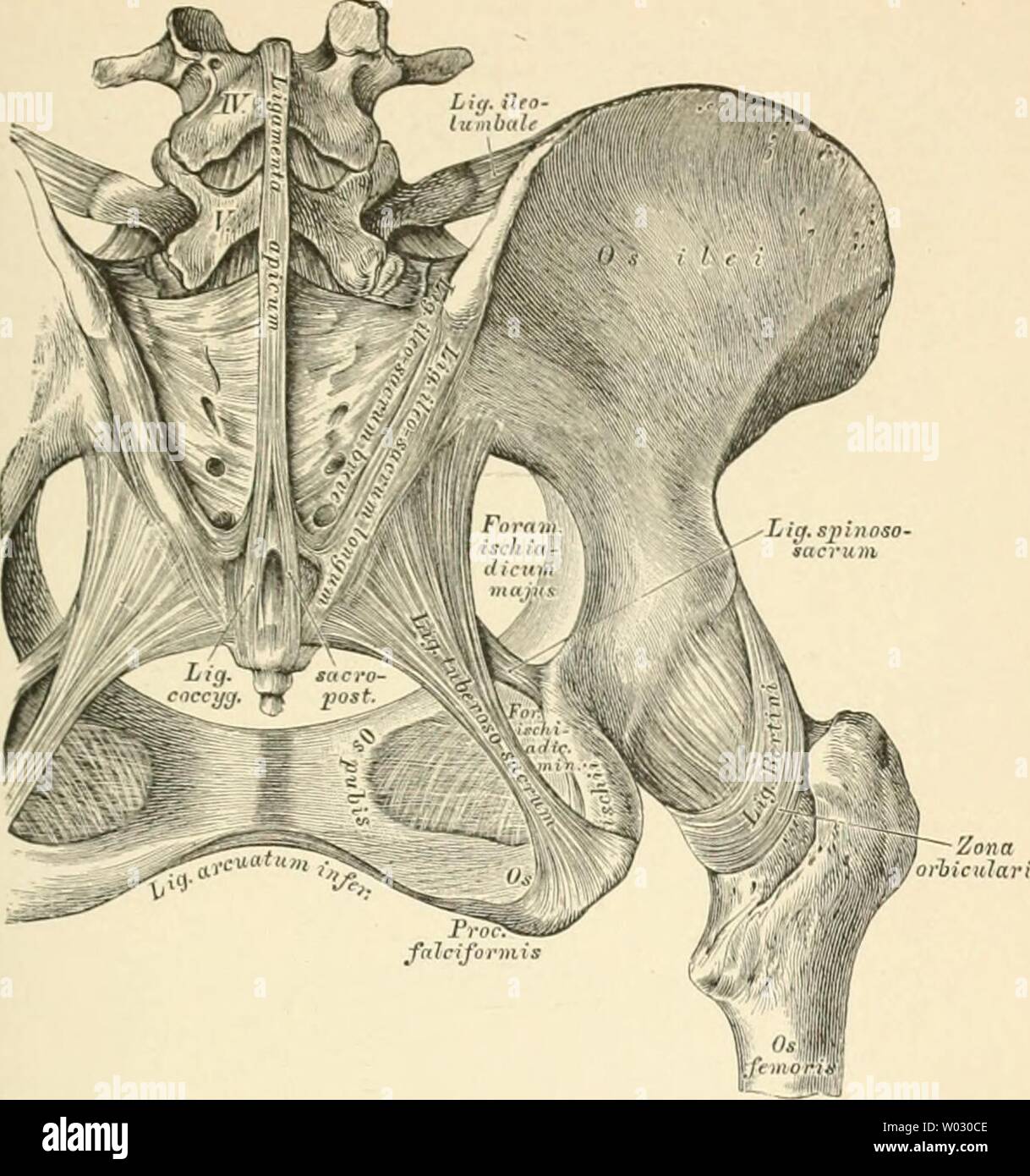 Archiv Bild ab Seite 164 der beschreibenden und topographische Anatomie sterben. Die beschreibenden und topographische Anatomie des Menschen diedescriptiveun 00 heit Jahr: 1896 Verbindungen der II 125 l!tl!. Verbindungen der Hüftbeine. Bänder an der hinteren Seite des Beckens. alt (Abb. 195: an der hinteren Seite das Ligamentum zwischen Hüft- und Kreuzbein Sindh verkehrspolitikerin aus-gespannt: das Sitzknorren-Kreuzbein band, Ligami ntum tuberoso - Sacrum, vom Sitzknorren zur £ na po'. erior Unterlegen des Darmbeines und zum Rande des Kreuz- und Steissbeines verlaufend, und das Sitzstachel-Kreuzbein-Band, Ligam Stockfoto