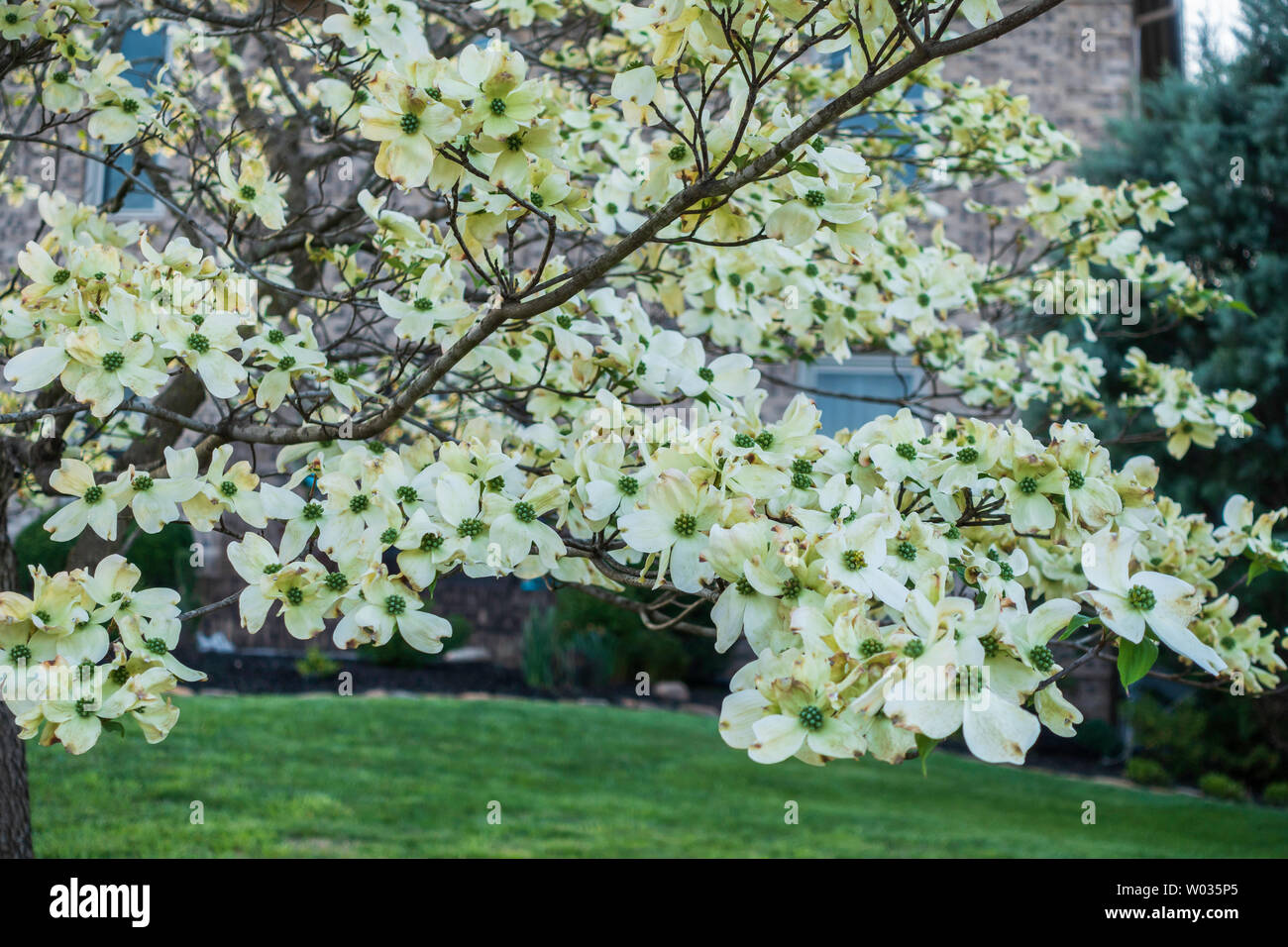 Niederlassungen der weiß blühende Hartriegel, Cornus Florida, Bethamidamidia Florida (L.) Spach. USA. Stockfoto