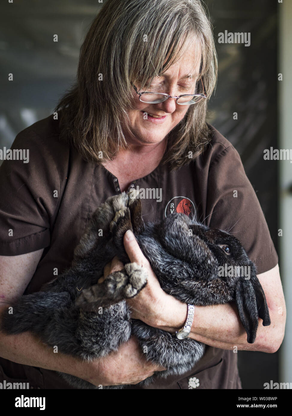 Central City, Iowa, USA. 26 Juni, 2019. Dr. KATHY ROSS, DVM, inspiziert ein Kaninchen am Kaninchen Station Prüfen in der Linn County Fair. Sommer ist County Fair Jahreszeit in Iowa. Die meisten der 99 von Iowa Grafschaften ihre Grafschaft messen Host vor der Iowa State Fair, August 8-18 in diesem Jahr. Der Linn County Fair läuft am 26. Juni - 30. Die erste County Fair in Osage County wurde im Jahr 1855. Credit: ZUMA Press, Inc./Alamy leben Nachrichten Stockfoto