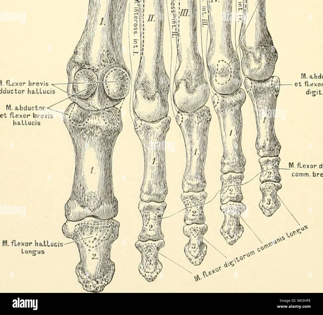 Archiv Bild ab Seite 199 der beschreibenden und topographische Anatomie sterben. Die beschreibenden und topographische Anatomie des Menschen diedescriptiveun 00 heit Jahr: 1896 11P M 260. Die Knochen des rechten Fusses, von der Plantarseite, mit den Muskelansätzen. Stockfoto