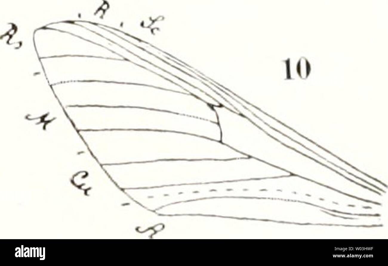 Archiv Bild ab Seite 201 von fossilen kämpfen und sterben sterben. Die fossilen kämpfen und sterben Phylogenie der rezenten Formen; ein Handbuch diefossileninsek 00 Hand Jahr: 1908 Stockfoto