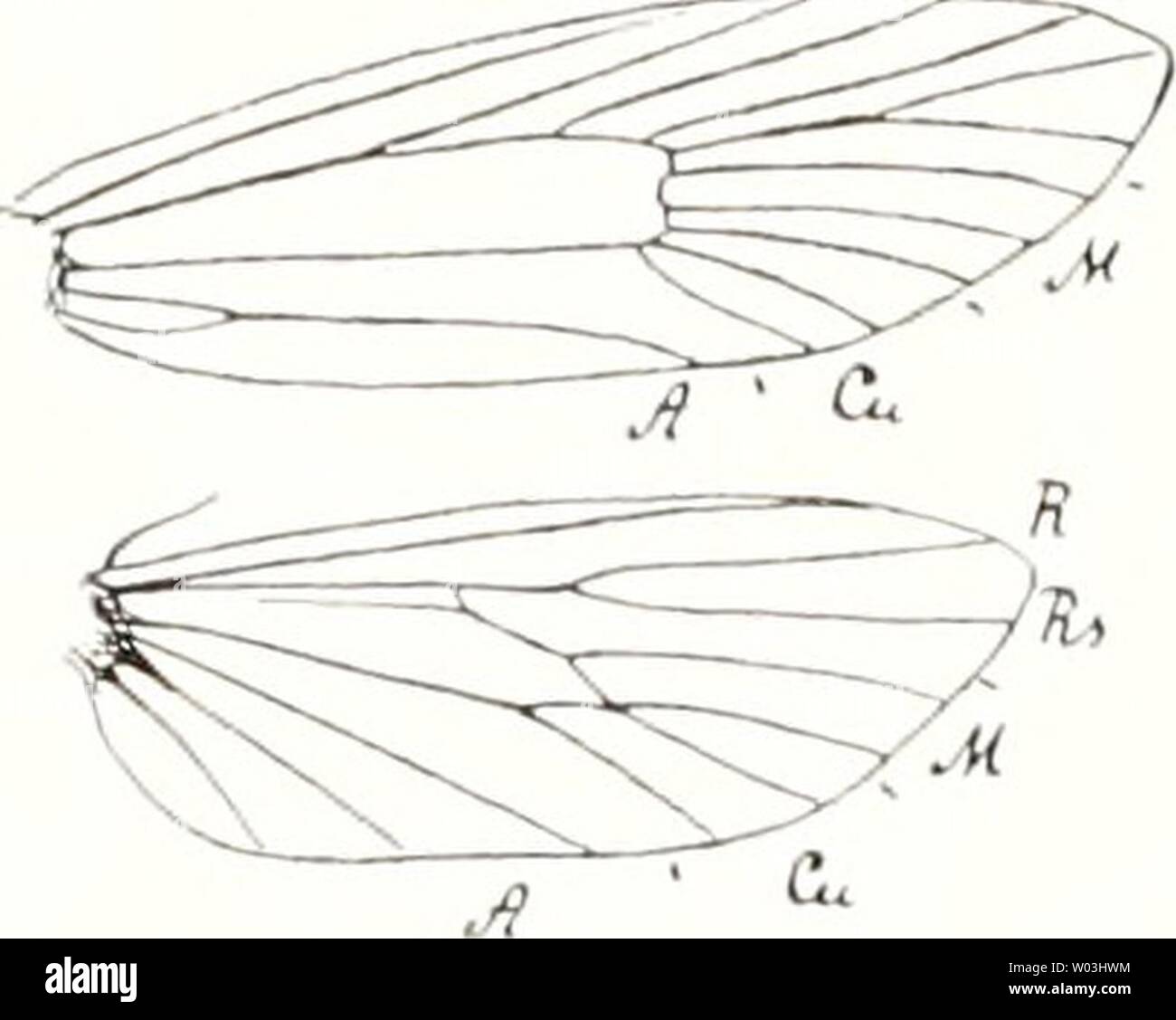 Archiv Bild ab Seite 201 von fossilen kämpfen und sterben sterben. Die fossilen kämpfen und sterben Phylogenie der rezenten Formen; ein Handbuch diefossileninsek 00 Hand Jahr: 1908 - U - n. Stockfoto