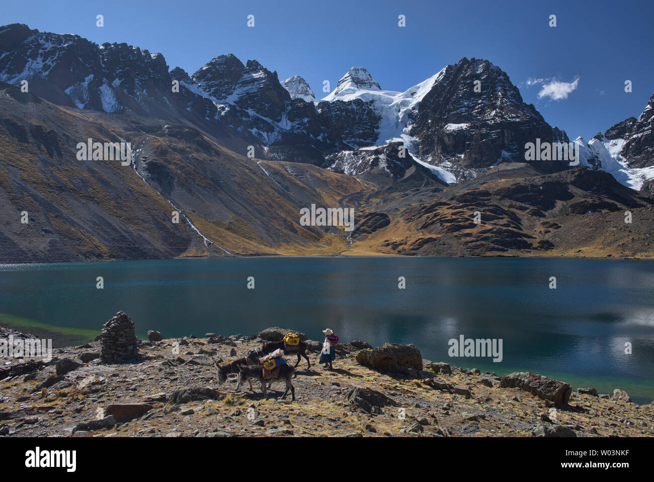 Maultiere am Chiar Khota See und Condoriri Basecamp entlang der Cordillera Real Traverse, Bolivien Stockfoto