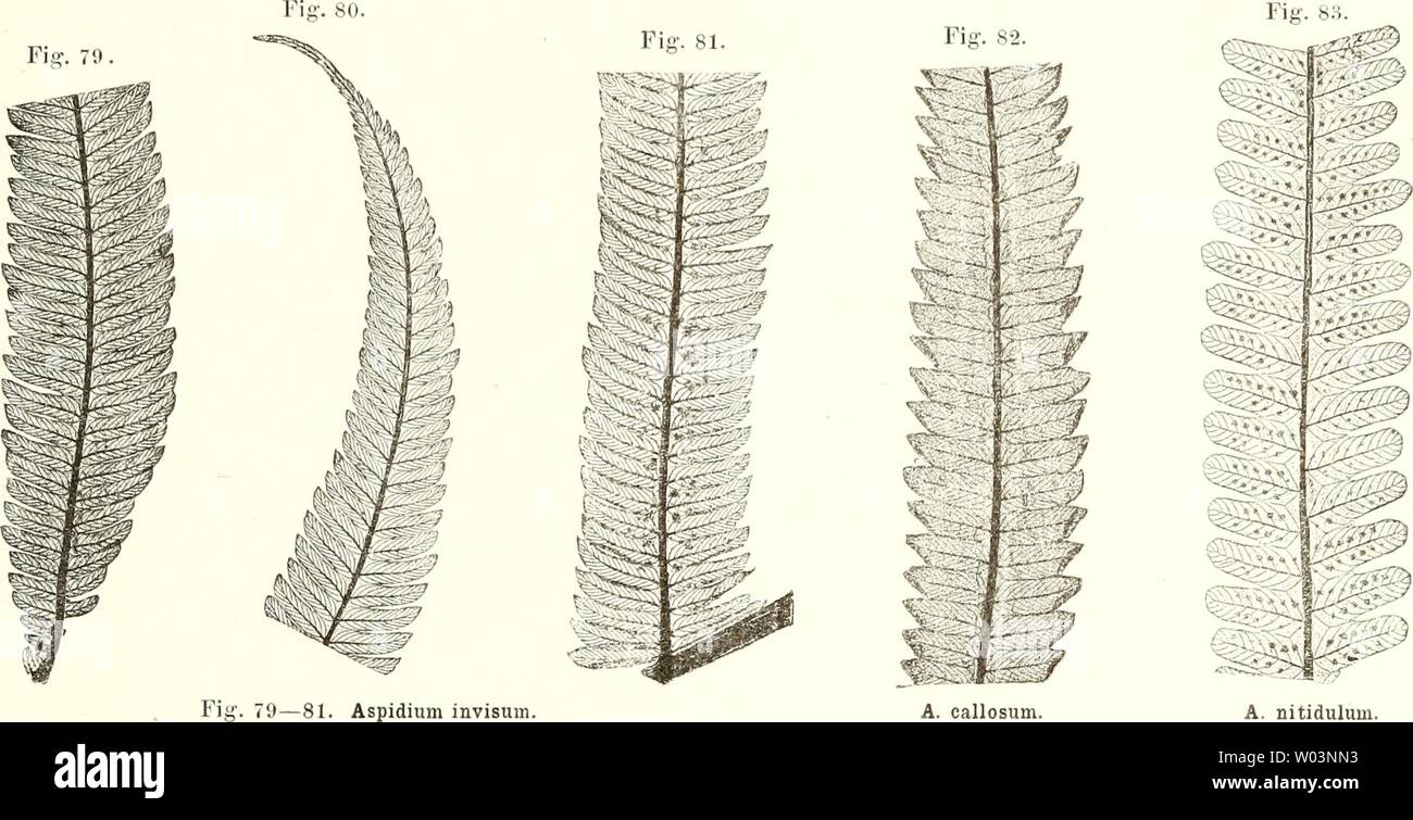 Archiv Bild ab Seite 212 von Die farnkräuter der jetztwelt, zur. Sterben der jetztwelt Farnkräuter, zur henkes lolland und Bestimmung, der in der Höhle Formationen der Erdrinde eingeschlossenen Überreste von vorweltlichen Arten of this Ordnung / Dm Flächen - skelet diefarnkruterder 00 etti Jahr: 1865 ASPIDIACEAE. 187 hervortretend, inelirinals diimicr nls der primäre, geg-en den Rand zu convcrgirend-Bogig. Tertiärnervcn jcdcr-seits der seciiiidären vorherrschend 12 - 14, unter Winkehi von 40 - 50° abgehend, feiner als Secuudärnerven, Ungetheilt, der Spitze rasch verkürzt, die innersten convergiren sterben Stockfoto