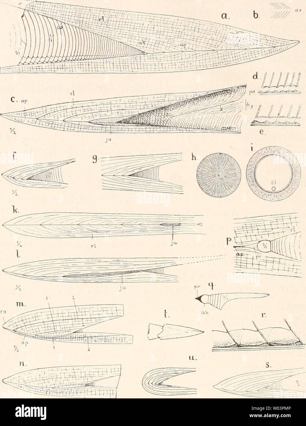 Archiv Bild ab Seite 213 von Die fossilen Tintenfische; eine paläozoologische Stockfoto