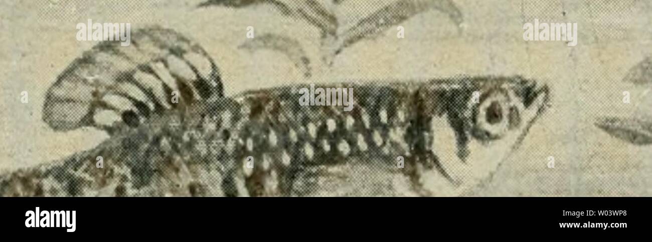 Archiv Bild ab Seite 221 von exotischen Kiez?! in Würze sterben. Die exotischen Kiez?! in Wort und Bild dieexotischenzie 00 stan Jahr: 1914 Schuppen Reihen von silberglÃ¤nzenden, sowie orangeroten TÃ¼pfeln. Mit schwarzen Punkten und Stricheln und grÃ¼nen gezierten RÃ¼cken- und Schwanzflossen weisen oft einen mehrere Millimeter breiten Saum mit orangeroten Sterben. Wieder andere Arten zeigen dunkle QuerbÃ¤nderung-M". Â" - is'-''Â"Â" Â ¥ 3 Stockfoto