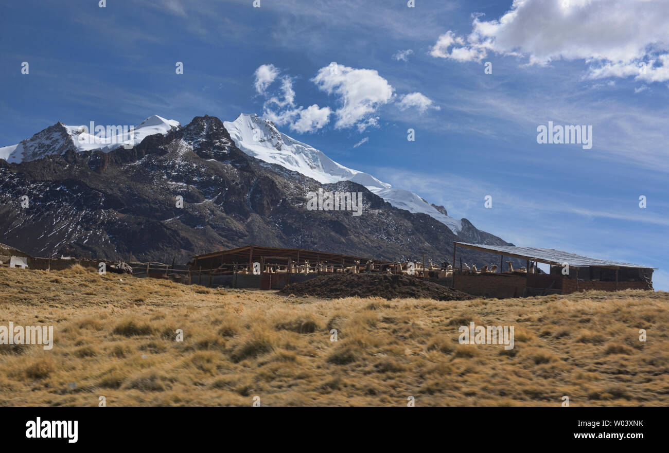 Llama pen vor der Huayna Potosi, 6088 m (19,970 feet), Cordillera Real, Bolivien Stockfoto