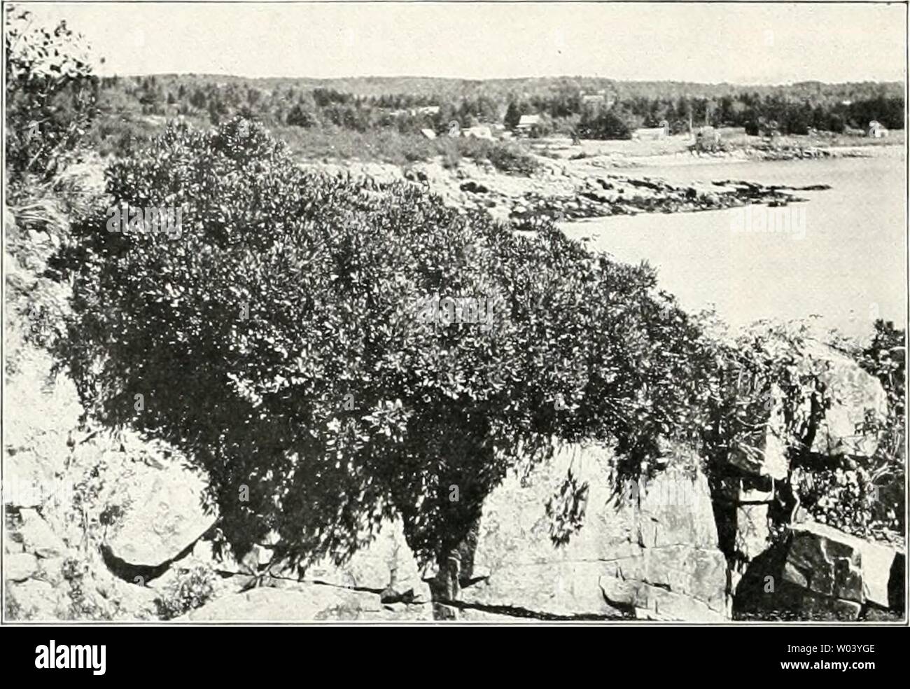 Archiv Bild ab Seite 223 von Die Gartenkunst (1899). Die Gartenkunst diegartenkunst 10 5Mose Jahr: 1899 134 STERBEN GARTENKUNST. X, 8 Myrica cerifera auf Mount Desert am Meeresufer in Felsen wachsend. und der Birke als Höhle am zahlreichsten auf- tretenden Baumarten in ihrem Gesamtbilde. Nicht üppiger Urwald tritt uns entgegen und nur in den Tälern und Niederungen trifft man das, war der Mann für ge- wöhnlich unter Hoch-Wald versteht, ein. Häufig müssen sich die Wurzeln zwischen den allenthalben Ihr - Vortretenden Mächti-gen nackten Granit - flötzen mühsam einen Halt suchen. Woher your Nahrung n Stockfoto