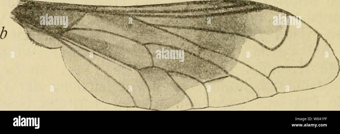 Archiv Bild von Seite 229 Ergebnisse meiner dipterologischen Früjahrsreise sterben. Die Ergebnisse meiner dipterologischen Früjahrsreise nach Algier und Tunis dieergebnissemei 00 beck Jahr: 1907 Legnotus trichorhocus Lw. (, B: Flügel, c: Fühler, j'/o: l-Sterben von Bischof zu Legnotus gestellte Kunst striatus hat ja annähernd einen mit Legnotus Lw. Gleich gebildeten wenn auch etwas anders gefärbten Elijgel, ist aber bei ihrer grossen Körper-Kahlheit und Buntheit so abweichend, dass es mir unmöglich erscheint, sie bei der Loew's Qtn Gattung zu belassen; auch ist der Karakter des Hinterleibs - Zeic Stockfoto