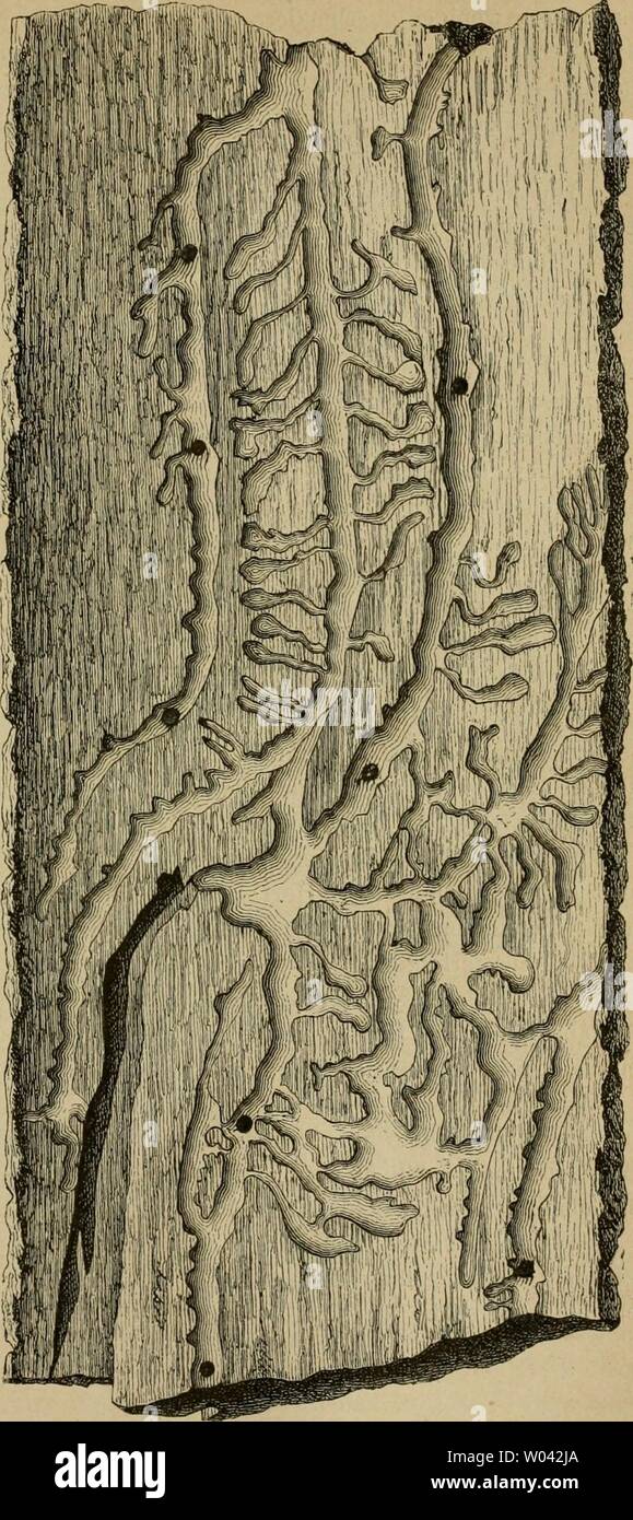 Archiv Bild ab Seite 230 von Die europäischen Borkenkäfer Für Forstleute,. Die europäischen Borkenkäfer. Für Forstleute, Baumzüchter und Entomologen dieeuropischen 00 eich Jahr: 1881 Tom. (Boström sind.) cebrae. 215 Länge 4,6 - 55 mm. Bostriclius ceni - brae Heer. Obs. ent. 1836. S. 28. Taf. 5. Abb. Iii. 2. Tomiciis cembrae BiscliofF Ehiuger Mitth. Sclaweizer ent. Gesellsch. 1873. Iv, S. 160. squ. - Eicbb. Essen. Toniic. S. 254. Var. Oder Pechbräunlicb licli hellbräun - gelb (unreif). Gestreckter und sclimäler als Typo-graplius, die Stirn ist äusserst dicht körnig punktirt nnd vorne stets ohne Höcker; Stockfoto