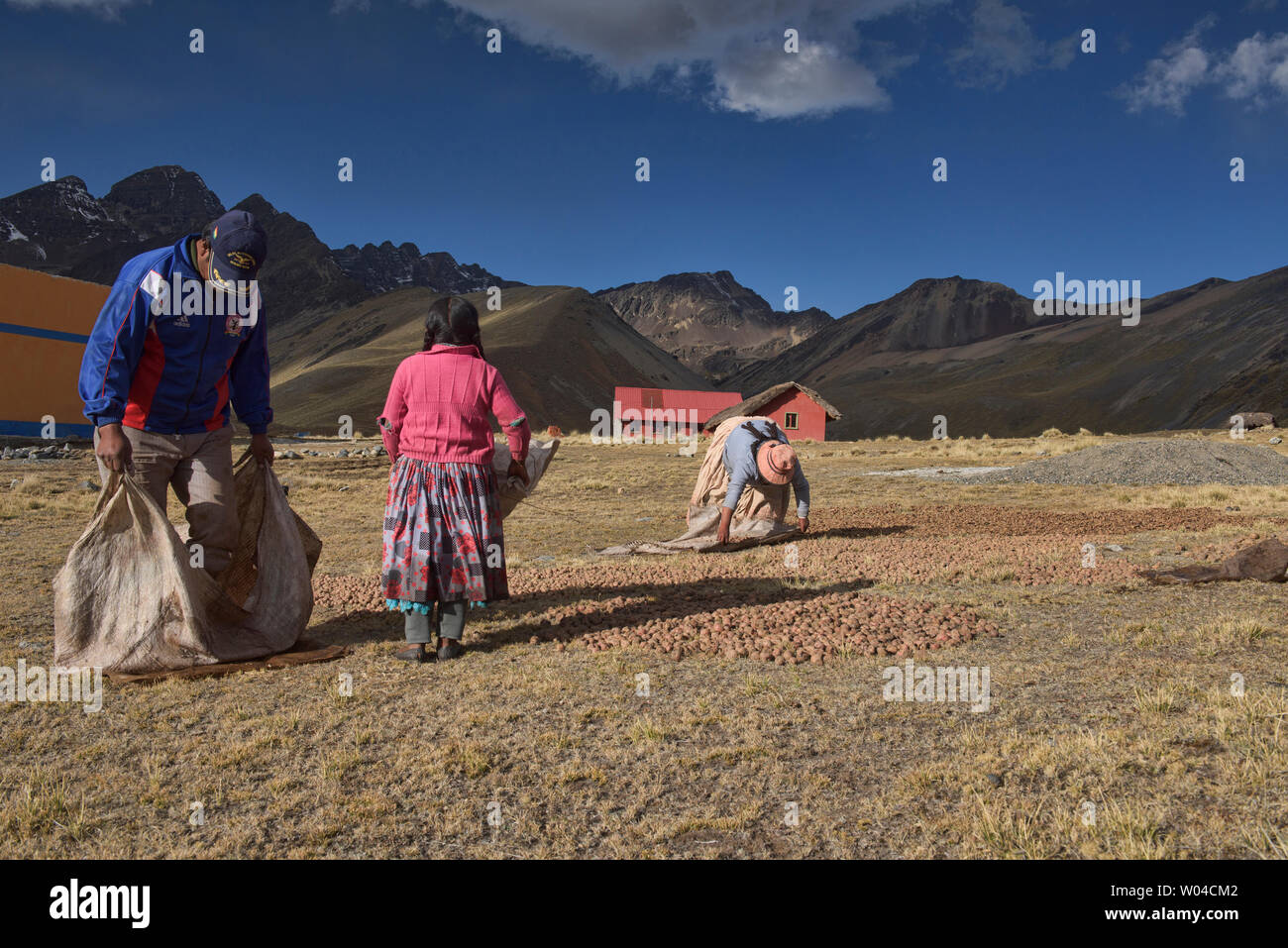 Kartoffelernte in den hohen Anden, Bolivien Stockfoto