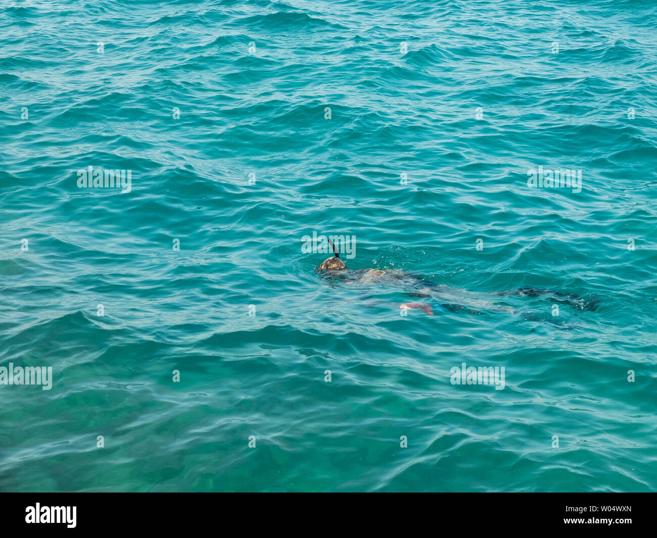 Taucher mit Unterwasser Waffe, Maske und Schnorchel schwimmt auf der Suche nach Fisch. Unterwasser Jagd, Tauchen, Schnorcheln. Stockfoto