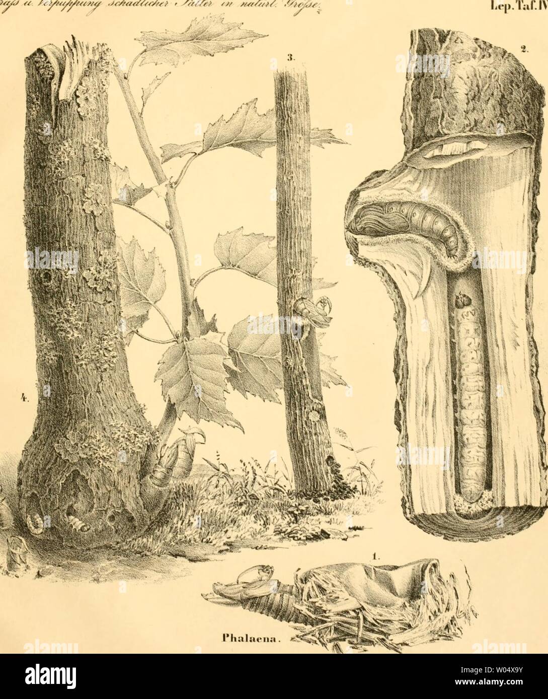 Archiv Bild ab Seite 288 in Forst - INSECTEN oder Abbildung und Sterben. Forst - INSECTEN oder Abbildung und Beschreibung der Sterben in der Höhle Wärtsilä ldern Preussens und der Nachbarstaaten als Schöbel¤dlich oder nÃ¼tzlich bekannt gewordenen Insecten; in systematischer folge und mit besonderer rÃ¼cksicht auf die Vertilgung der Schöbel¤dlichen. Im Aufträge des Chefs der zweiten Abtheilung des KÃ¶nigl. Preuss dieforstinsecten02 Ratte Jahr: 1839 f y Ri/eYy/Zuny U) fA&lt; te // // w ryrZ/ef/f/ur/z/f/. . IMy. U,…. ln.. x (,. s, sâ. s//:/(Irvn, ,1 râpp.,./, âU. . IVrolu-a (S./{âufl, â. /I, /. Ao.s.-.Lli,&gt;". ÃWAÂ Stockfoto