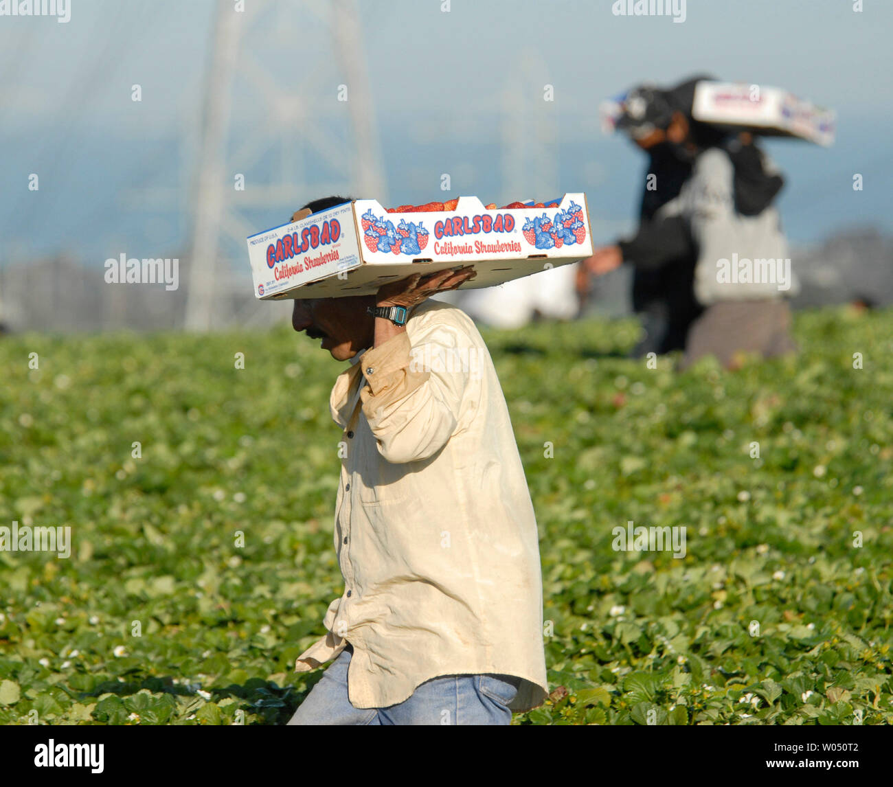 Undokumentierte Arbeiter Ernte Erdbeeren während einer warmen Frühlingstag, April 8, 2006, in Carlsbad, Kalifornien, einer Stadt nördlich von der US-mexikanischen Grenze. Durch riesige Demonstrationen in den Usa und Präsident George W. Bushs Unterstützung für einen Guest-worker Program, mexikanischen Arbeitern bleibt optimistisch, dass das Zuwanderungsgesetz im US-Kongress in etwas, das letztendlich Millionen von illegalen Migranten Vorteil umgewandelt werden kann, ermutigt. (UPI Foto/Earl Cryer) Stockfoto