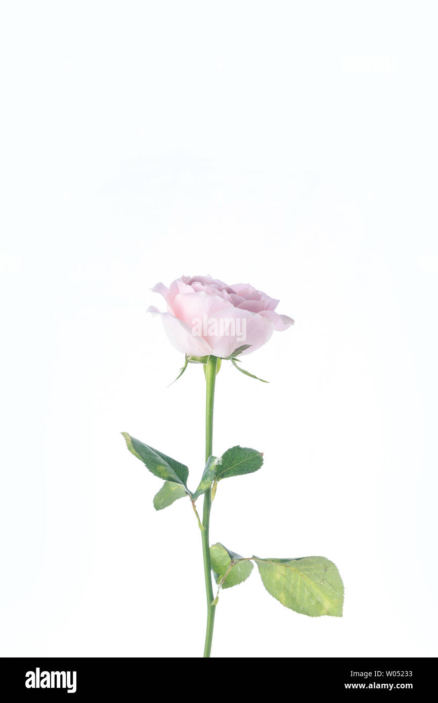Schönen duftenden Rosen Stockfoto