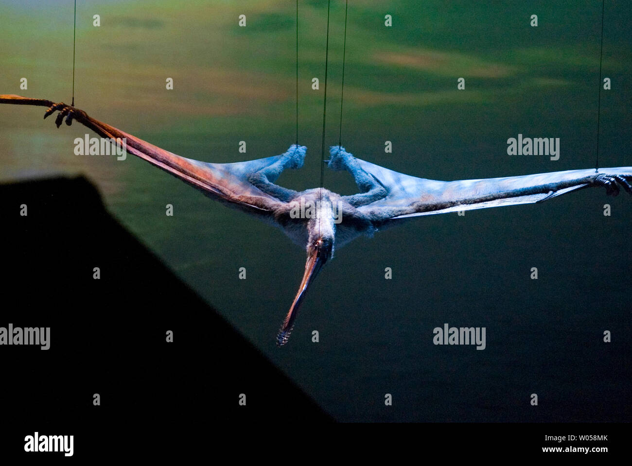 Durch den Leitfaden Drähte unterbrochen, ein Ornithocheiurs mit einer großen Spannweite von 39 Fuß steigt auf dem Tacoma Dome in Tacoma, Washington am 11. Juli 2007. Die 90-minütige Show", Gehen mit Dinosaurieren - die Live erleben", die auf der preisgekrönten BBC-Fernsehserie weg getreten sind es sieben Stadt Sommer tour in den USA und Kanada. 15 Dinosaurier, die die Erde etwa 208 Millionen Jahren durchstreifte, haben wieder zum Leben über LKW-Batterien, Hydraulik und Puppenspieler gebracht. (UPI Foto/Jim Bryant) Stockfoto
