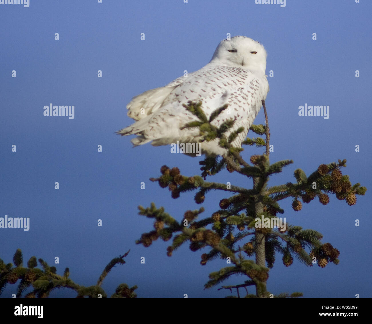 Eine Schnee-eule, sind Besucher aus der Arktis, sitzt ein Top ein Baum, während sie einen Auftritt auf der Damon, Grays Harbor County, Washington, am 4. Februar 2012. Die Vögel werden in der Gegend, Schlemmen auf kleine Säugetiere und Mast bis vor dem Abflug im März unter der Leitung auf ihrem Weg zurück in die Arktis zu züchten. UPI/Jim Bryant Stockfoto