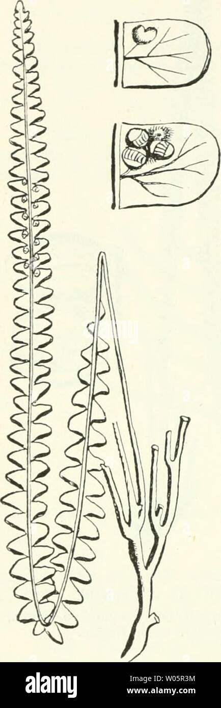 Archiv Bild von Seite 355 Farnkräuter der Erde sterben. Farnkräuter der Erde sterben: beschreibende Darstellung der Geschlechter und wichtigeren Arten der Farnpflanzen mit besonderer Berücksichtigung der Exotischen diefarnkruterd 00 chriuoft Jahr: 1897 340 zweiter Theil. Beschreibung der Gruppeu, Geschlechter und Arten. 1072. G. Orvala (Thunbg.) Hook. G. longissima Blmnc. Haken. Bak. ynopi. Sterben unsere aller Gleichenien, Habitus von pteris Aquilina, aber noch weit grösser, bis 6 m lang, doppelt gefiedert, sterben Zweige- verlängert, höchst zahlreiche, dicht - Kammförmig gestellte, gleichlange (P2 Stockfoto