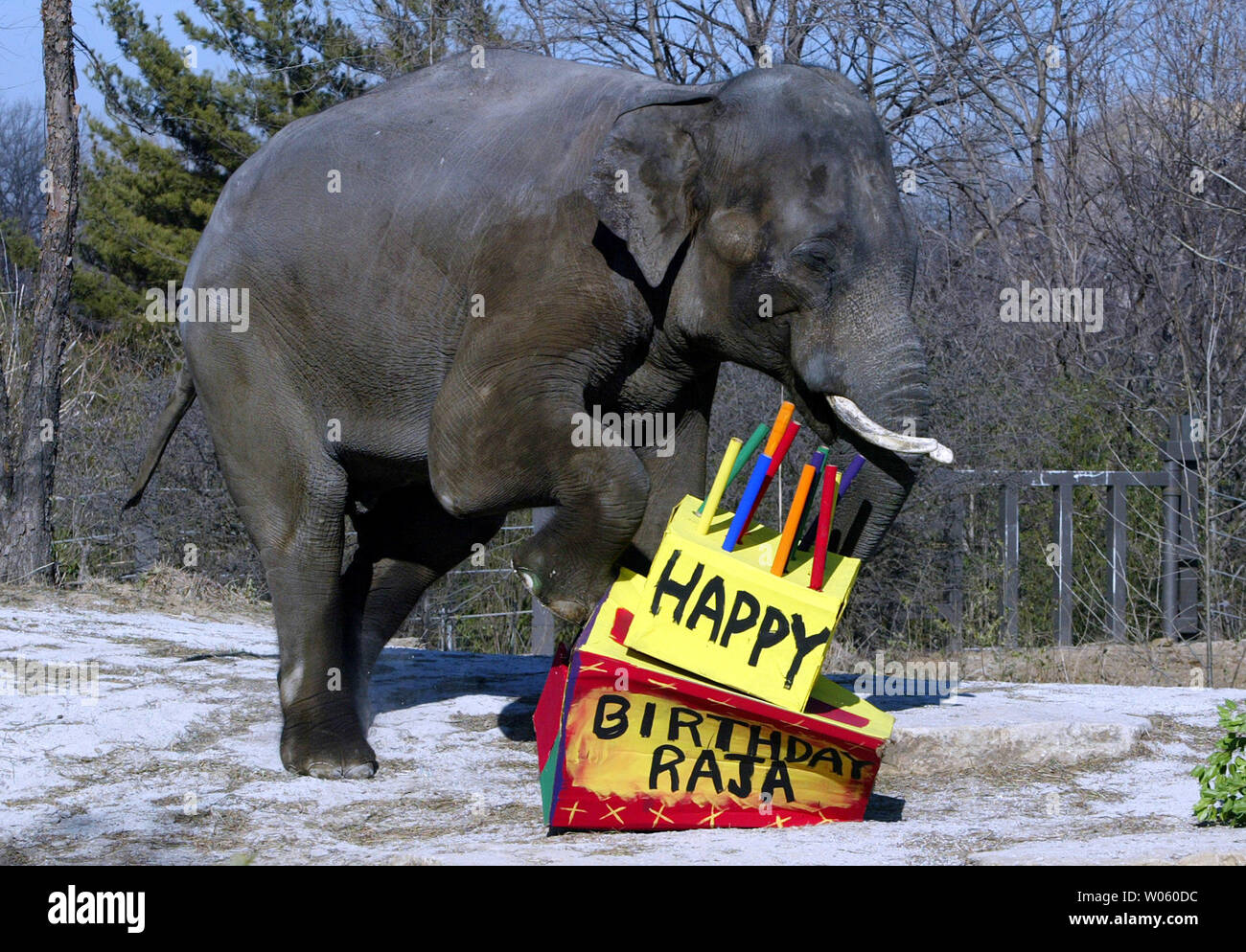 Raja den Asiatischen Elefanten, Schritte zu seinem Geburtstag Kuchen wie er  feiert seinen 12. Geburtstag in den Flüssen Flanke an den St. Louis Zoo in  St. Louis am 27. Dezember 2004. Raja,