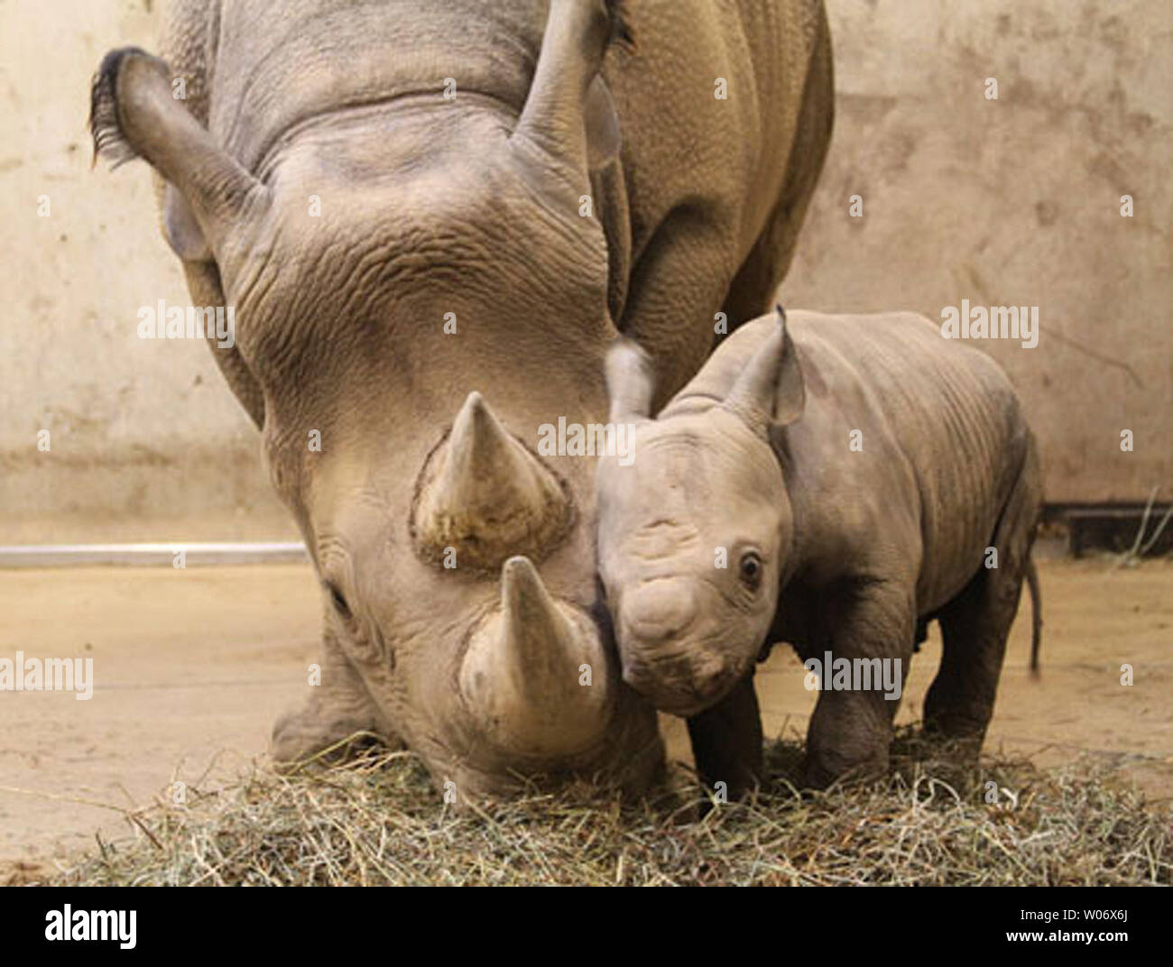 Das Saint Louis Zoo hat angekündigt, dass eine Schwarze Nashorn Kalb zum ersten Mal Eltern geboren wurde, mutter Kati Regen und Vater Ajabu in St. Louis am 14. Januar 2011. Wiegen120-1/2 Pfund, der kleine Mann ist gut Pflege und umsorgt von seiner Mutter nach Zoo Personal. Dies ist die erste Spitzmaulnashorn Kalb im Saint Louis Zoo in 20 Jahren geboren werden. In allen acht Black Rhino Kälber im Zoo geboren worden. Das spitzmaulnashorn hat den drastischen Rückgang von Rhino Art erlebt. Im Jahre 1970, wurde es gedacht, es waren etwa 65.000 Nashörner in Afrika. 1993 waren es nur noch 2,3 Stockfoto