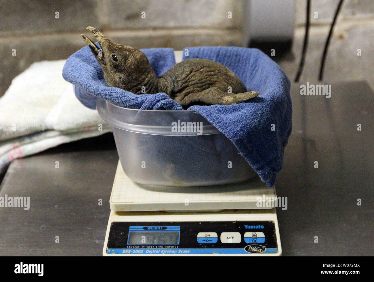 Ein Baby chick King penguin sitzt auf einer Skala für den täglichen Wiegen im Penguin & Papageitaucher Küste im Saint Louis Zoo in St. Louis am 18. Januar 2012. Das Küken wird von seinen Eltern und ÒFrancineÓ ÒKaiju" aufgezogen. Ein königspinguin Küken schlüpft nach ca. 55 Tagen, dann seine Eltern weiterhin es warm unter ihrem Bauch Klappe für 30-40 Tage bis es zu groß zu halten. Sie fahren fort, Fütterung Pflichten für ungefähr acht Monate zu teilen. Es ist noch nicht bekannt, wenn das Küken männlich oder weiblich ist. Dieser Vogel ist einer der größten Pinguin Arten. Als Erwachsener, er wiegt ungefähr 33 Pfund, nur 2. Stockfoto