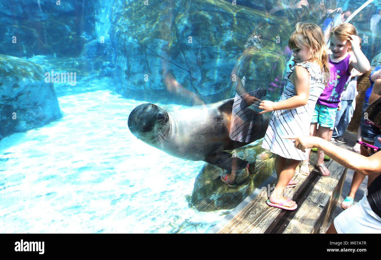 Die Besucher der Saint Louis Zoo genießen Sie Seelöwen schwimmen durch an der Sea Lion Sound in St. Louis am 16. August 2013. Sea Lion Sound vereint die Sea Lion Becken und Seelöwen-show in einem 1,5 Hektar großen Anlage. Dies ist der einzige Zoo in Nordamerika, wo die Besucher durch einen Unterwassertunnel in Lebensraum die Seelöwen zu Fuß können die Tiere schwimmen um Sie zu sehen. UPI/Rechnung Greenblatt Stockfoto